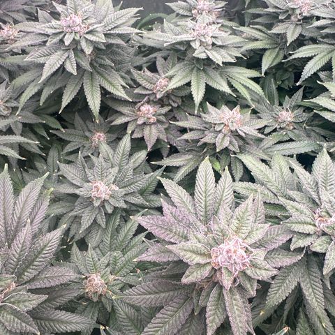 Chem d x lemon cherry gelato growlog photo: Final week flush
Fall colors popping out