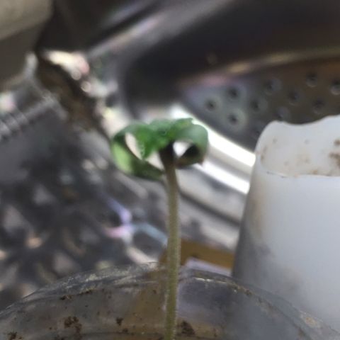 White widow growlog timeline photo