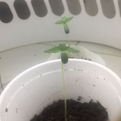 Genética desconocida growlog timeline photo