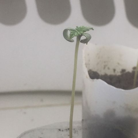 White widow growlog timeline photo