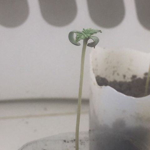 White widow growlog timeline photo