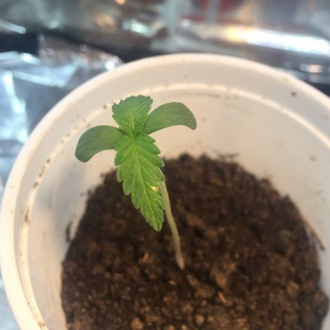 Genética desconocida growlog photo: Hoja aparentemente quemada, 10 horas de sol, nuevo indor 
