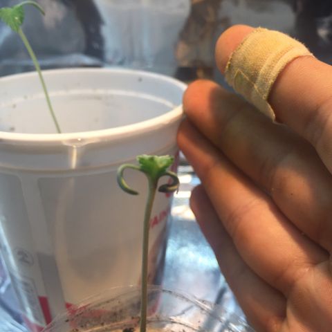 White widow growlog timeline photo