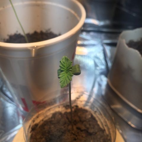 White widow growlog timeline photo