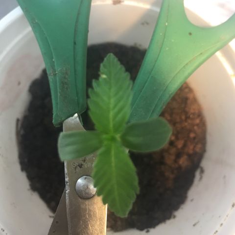 Genética desconocida growlog photo: 12 del día 4 de luz