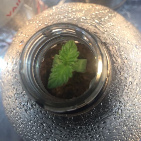 White widow growlog timeline photo