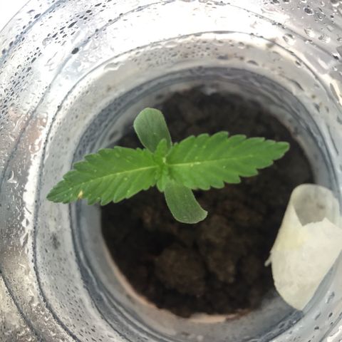 Genética desconocida growlog photo: 11 am