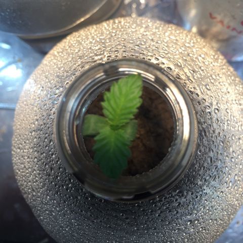 White widow growlog timeline photo