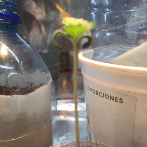 White widow growlog timeline photo