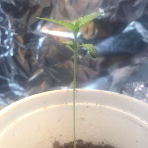 Genética desconocida growlog photo: 11:23pm 