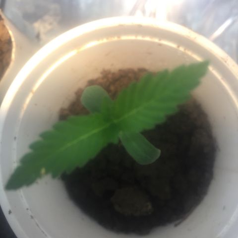 Genética desconocida growlog timeline photo