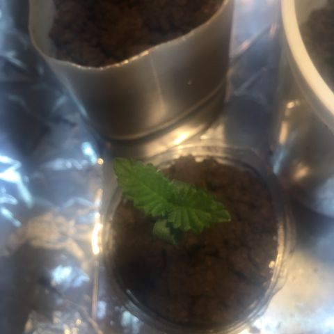 White widow growlog timeline photo