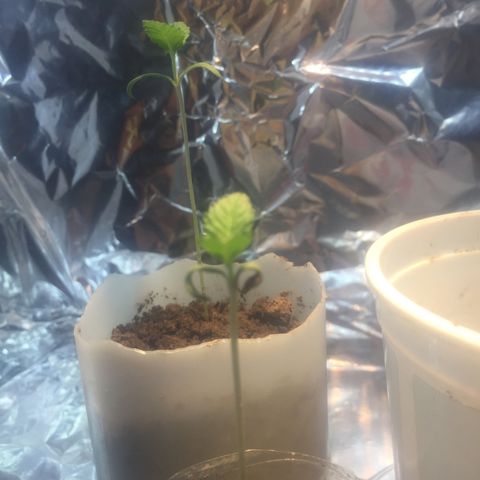White widow growlog timeline photo