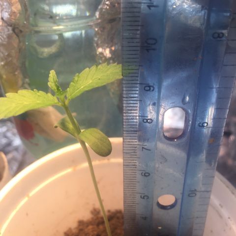 Genética desconocida growlog photo: 4:36pm