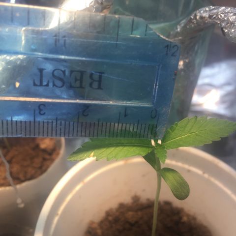 Genética desconocida growlog timeline photo