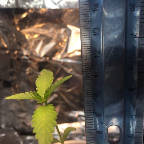 Genética desconocida growlog photo: 8:21 pm