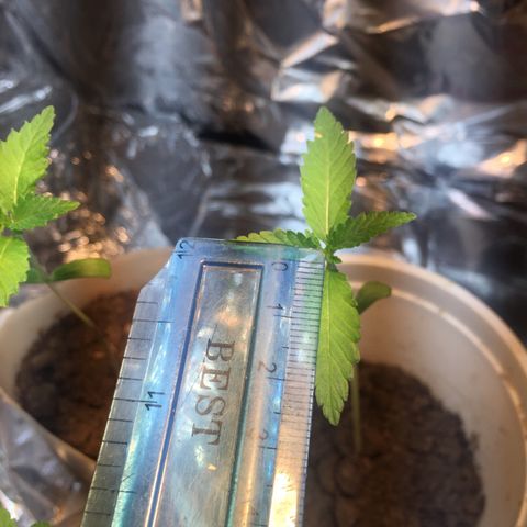 Genética desconocida growlog photo: 8:21 pm