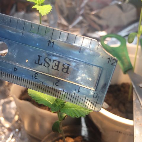 White widow growlog timeline photo