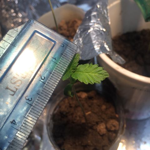 White widow growlog timeline photo