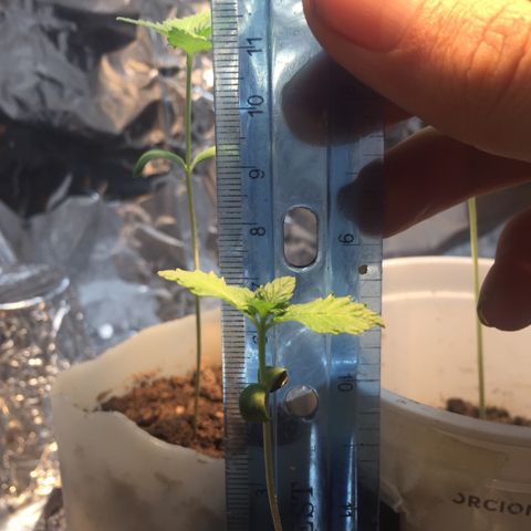 White widow growlog timeline photo