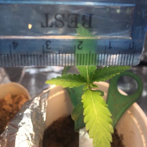 Genética desconocida growlog timeline photo