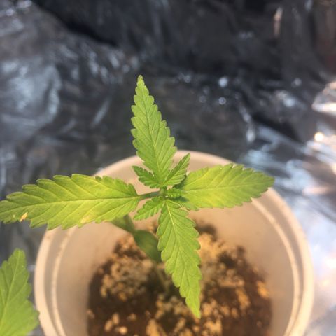Genética desconocida growlog timeline photo