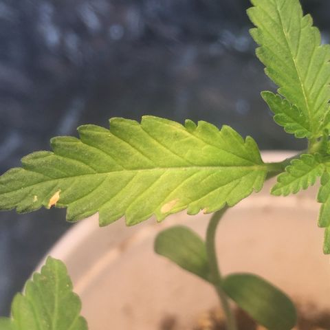 Genética desconocida growlog timeline photo