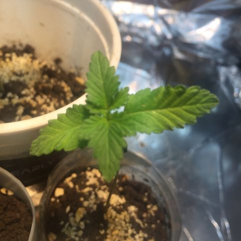 White widow growlog timeline photo