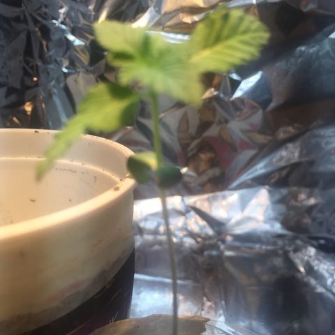 White widow growlog timeline photo