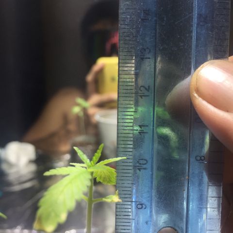Genética desconocida growlog photo: 10,5 cm + 2,5 aproximadamente por sustrato añadido 