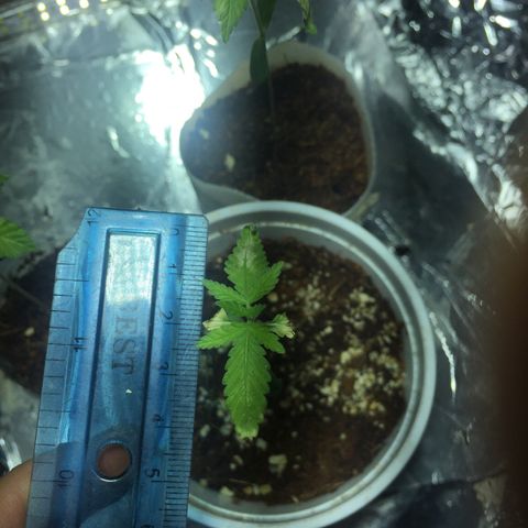 Genética desconocida growlog photo: 10,5 cm + 2,5 aproximadamente por sustrato añadido 