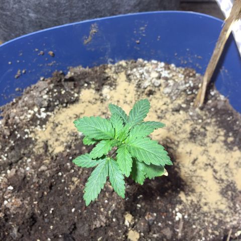 White widow growlog timeline photo