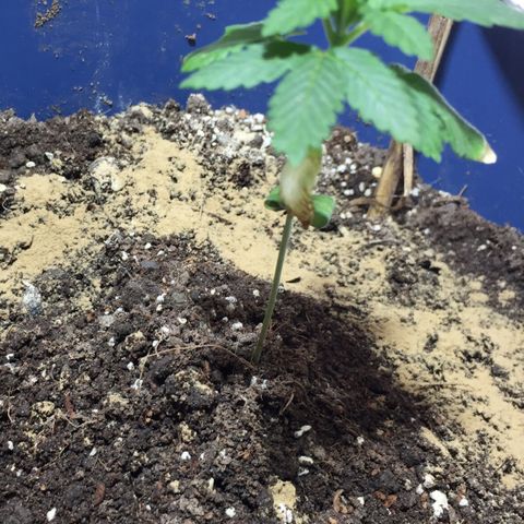 White widow growlog timeline photo