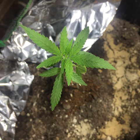 Genética desconocida growlog timeline photo