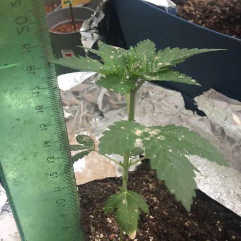 White widow growlog timeline photo