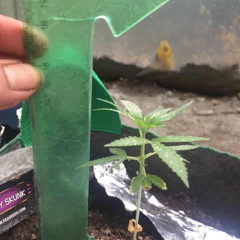 Genética desconocida growlog timeline photo