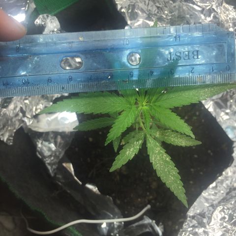Genética desconocida growlog photo: 10cm x 10.30 cm