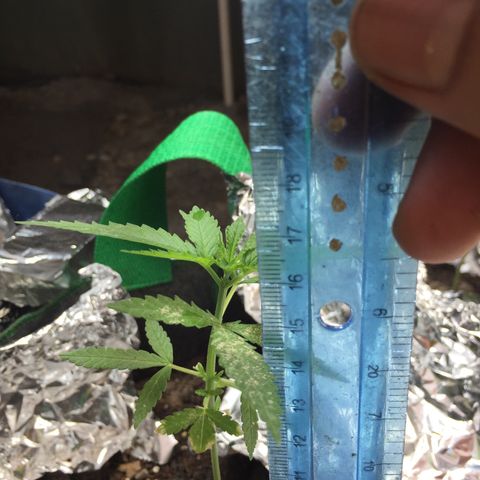 Genética desconocida growlog photo: 17cm de alto