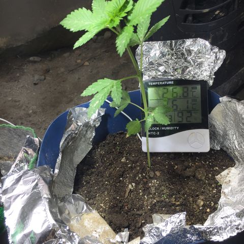 White widow growlog timeline photo