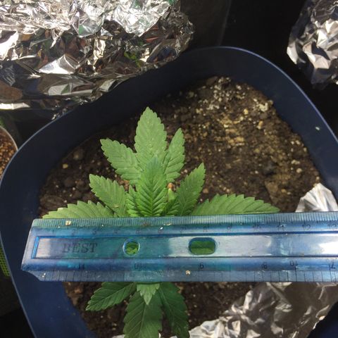 White widow growlog timeline photo