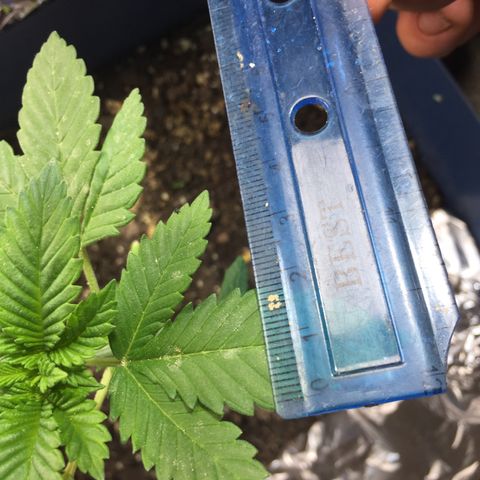 White widow growlog timeline photo
