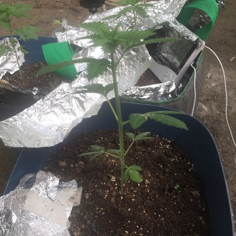 White widow growlog timeline photo