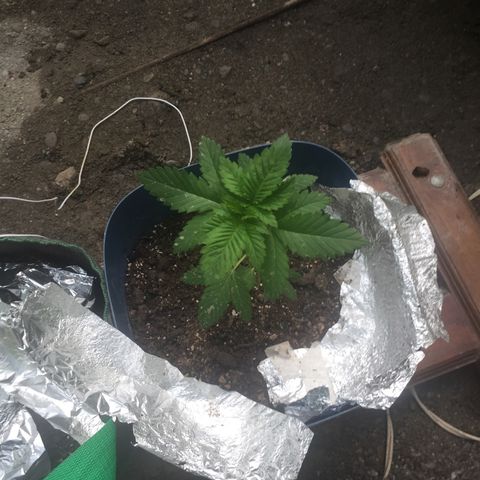 White widow growlog timeline photo