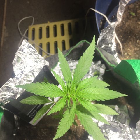 Genética desconocida growlog timeline photo