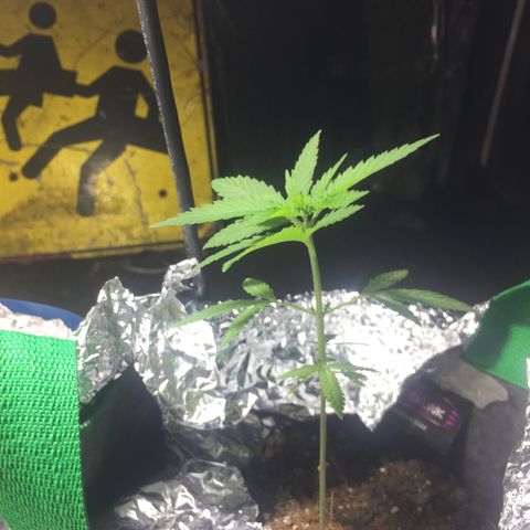 Genética desconocida growlog timeline photo