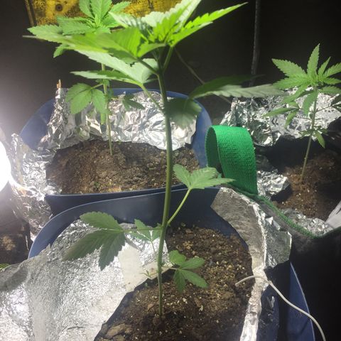 White widow growlog timeline photo