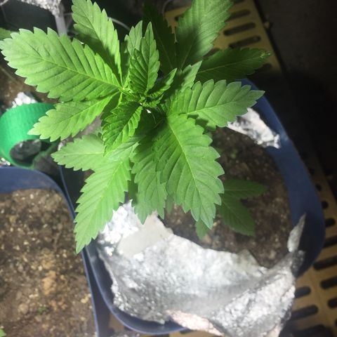 White widow growlog timeline photo