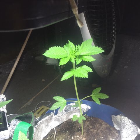 White widow growlog timeline photo