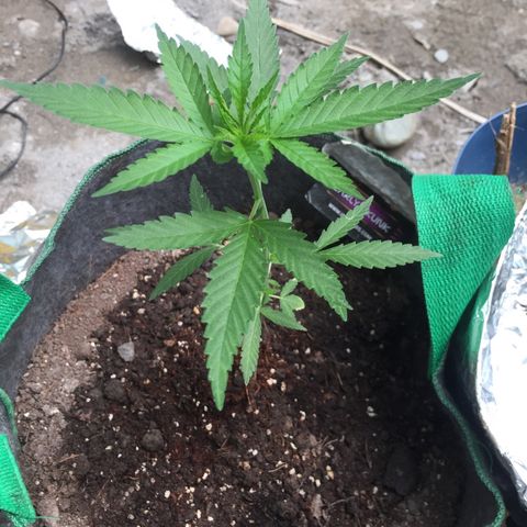 Genética desconocida growlog timeline photo