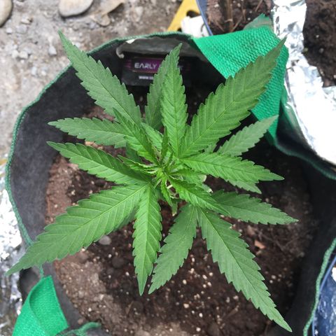 Genética desconocida growlog timeline photo